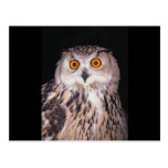 Owl Post Cards