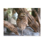 owl postcards