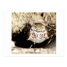 Owl . Postcard
