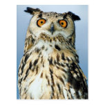 Owl Postcard