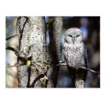 Owl Postcards