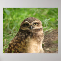OWL PRINT