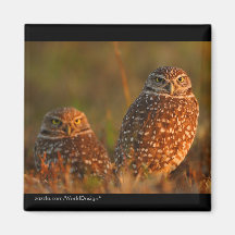 Owl Refrigerator Magnets