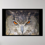 Owl Uil Print