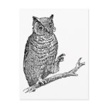 Owl With Glasses postcards