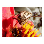 Owlet Moth ~ postcard