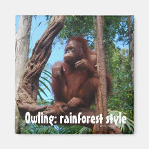 Owling Orangutan in the Rainforest Fridge Magnets
