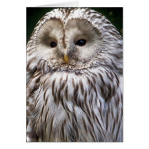 OWLS CARDS