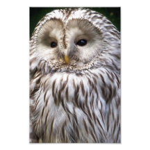 OWLS PHOTO PRINT
