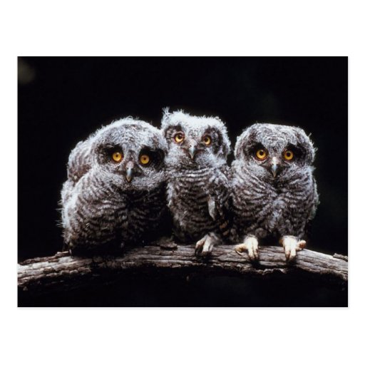 Owls Postcards