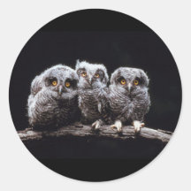 Owls Round Sticker