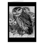 Owls, vintage engraving card