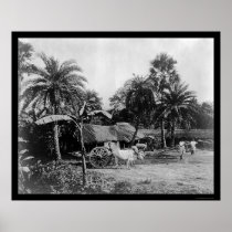 Ox Cart Village Scene Senegal Africa 1898 Poster