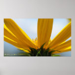 Ox eye Sunflower (Heliopsis Helianthoides) Poster