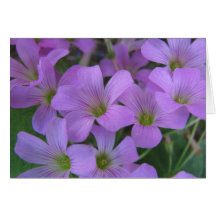 Oxalis Carte De Vœux