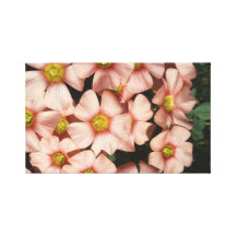 Oxalis, fleurs de bois-oseille toile tendue