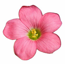 Oxalis flower ~ acrylic