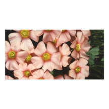 Oxalis, wood-sorrel Flowers Photo Greeting Card