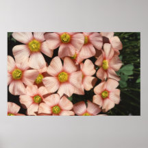 Oxalis, wood-sorrel Flowers Poster