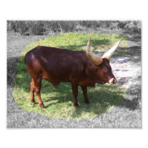 Oxen part colour part black and white art photo