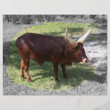 Oxen part colour part black and white flyers