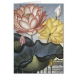 Oxygentees Botanica Greeting Card