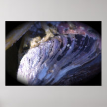 Oyster Shell Posters