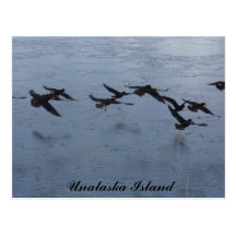 Oystercatchers in Flight, Unalaska Island Postcard