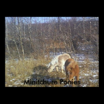 P30-10-10_12.02, Minitchure Ponies posters