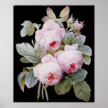 P.J. Redoute Bourbon Rose on Black Poster