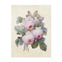 P.J. Redoute Bourbon Rose Postcard