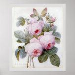 P.J. Redoute Bourbon Rose Poster