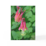 PA Wildflowers - Columbine Notecard