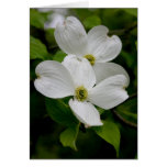 PA Wildflowers - Dogwood Notecard