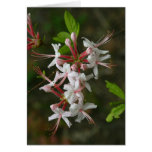 PA Wildflowers - Wild Azalea Notecard