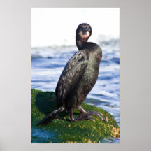 Pacific Cormorant Posters