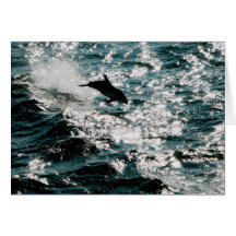 Pacific Dolphin Cards