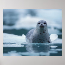 pacific harbour seal, Phoca vitulina richardsi Print