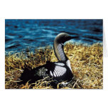 Pacific Loon Greeting Card