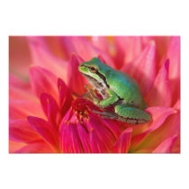 Pacific tree frog on flowers in our garden, 2