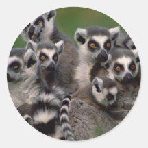Pack of Lemurs Round Sticker