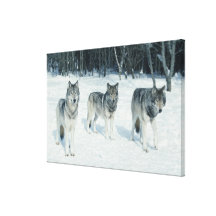 Pack of wolves at edge of snowy forest gallery wrap canvas