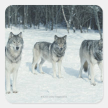 Pack of wolves at edge of snowy forest square stickers