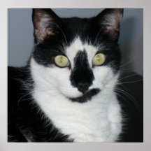 Paco The Pussycat Poster