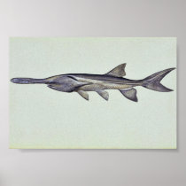 Paddlefish Posters