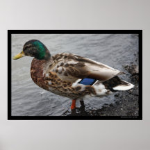 Paddling Mallard Duck Poster