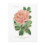 Paeonia moutan (Peony) postcards