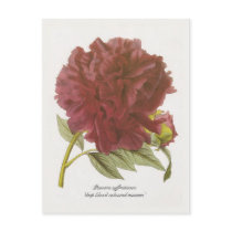 Paeonia suffruticosa 'deep blood-coloured moutan' post cards
