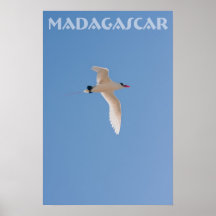 Paille-en-Queue de Madagascar Posters