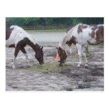 Paint and Mustang Bonding Post Card